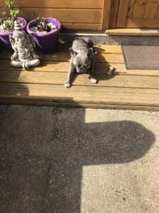 Photo of my fur baby outside my log cabin